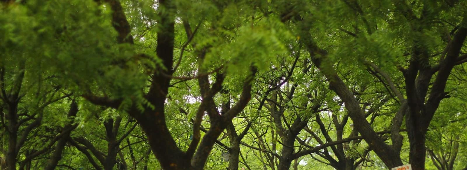 Canopy of trees on the campus