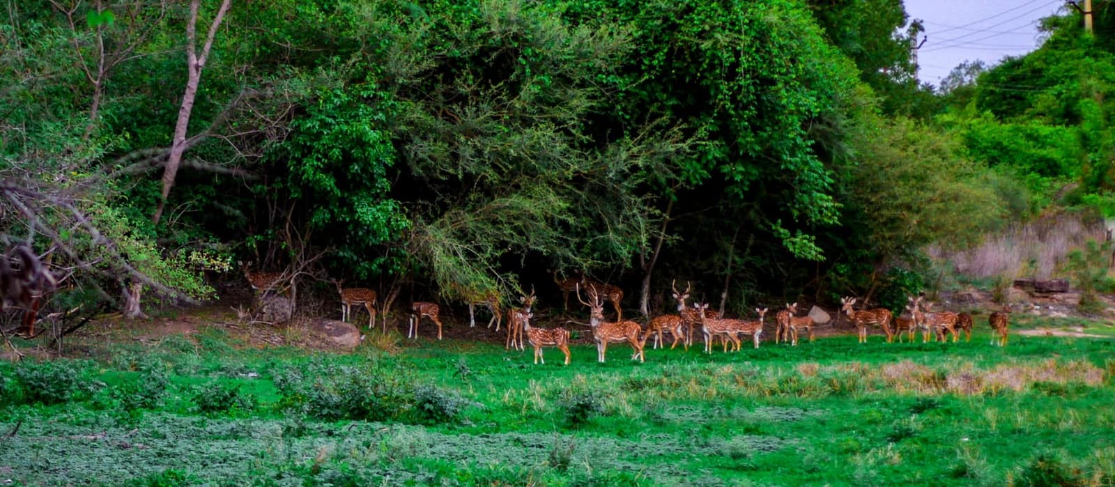 Herd of spotted deer grazing on the campus
