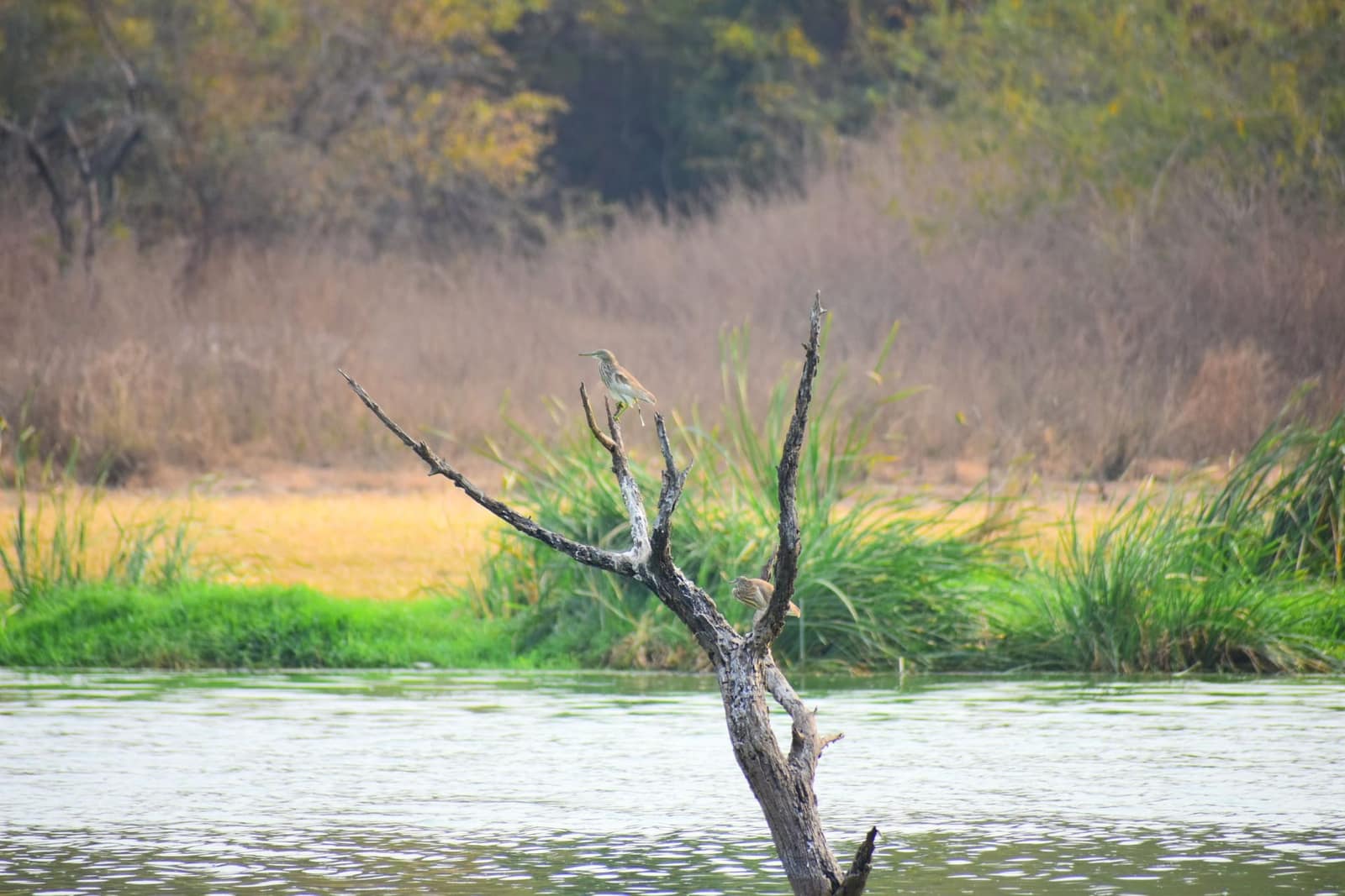 A bird perched on a dead tree in the campus lake